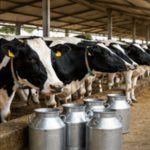 Dairy Farm