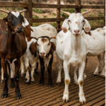 Goat Farm
