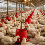 Poultry Farm